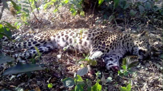 leopard-carcass-with-paws-cut-off-found-in-maharashtra-forest-india-today.jpg