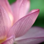 lotus_hd_wide-wide-150x150.jpg