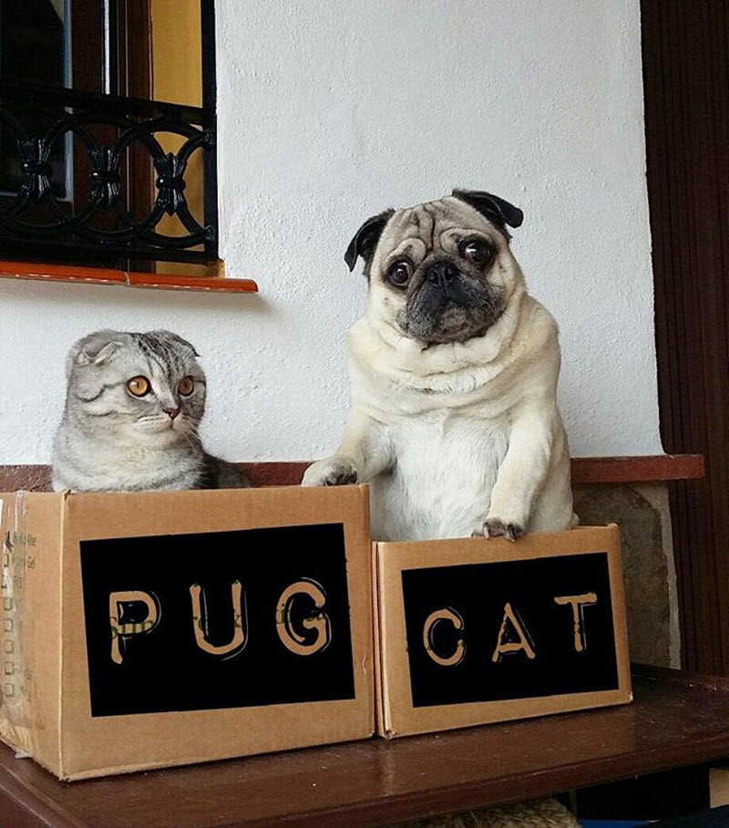 pug-cat-travels.jpg